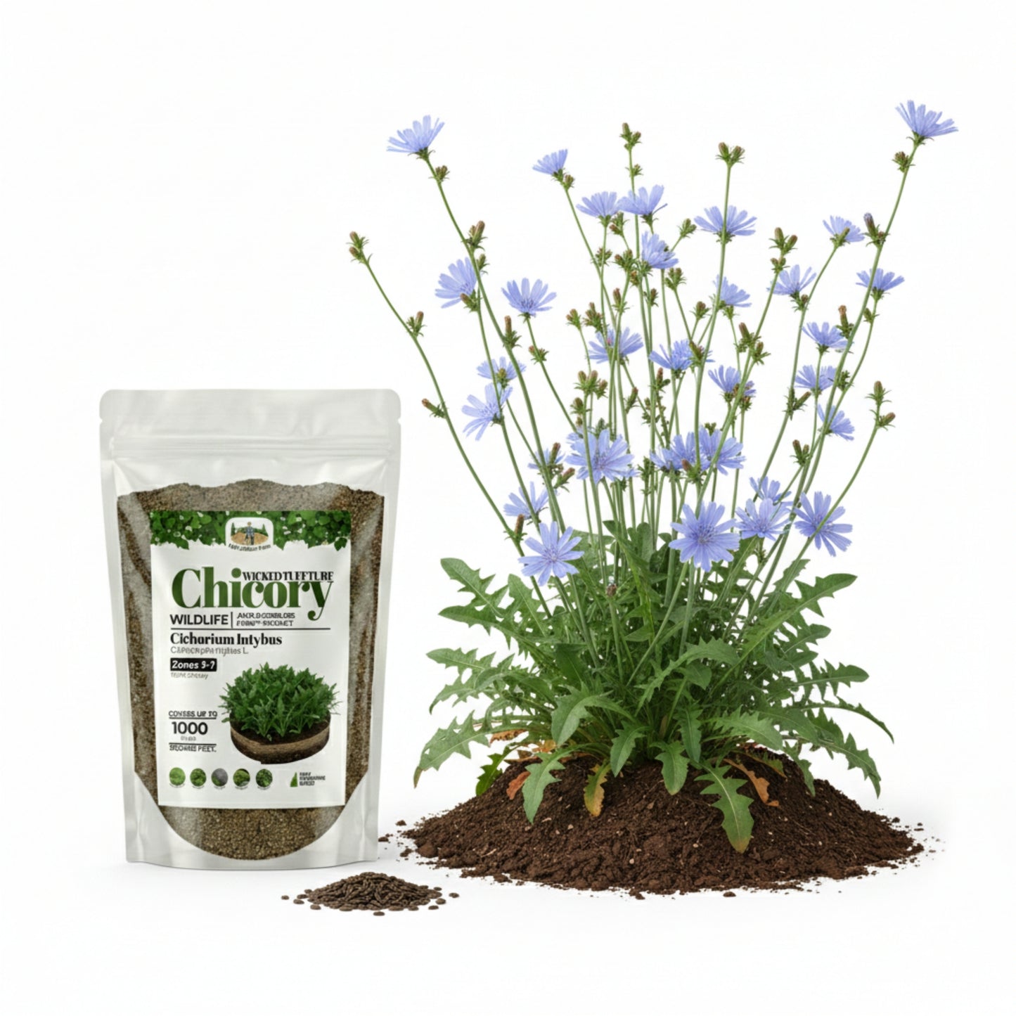 Wicked Tuff Turf Chicory Seed