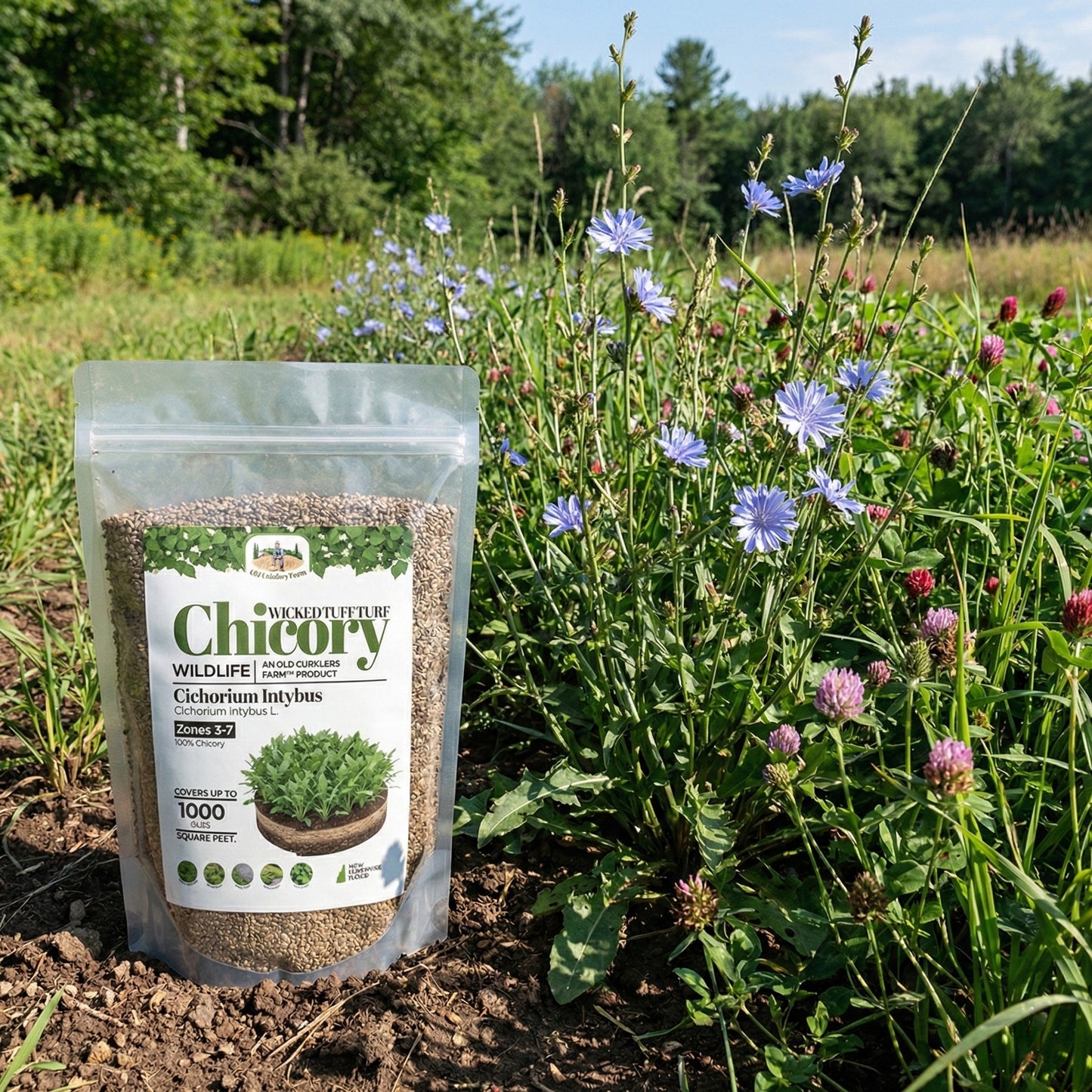 Wicked Tuff Turf Chicory Seed