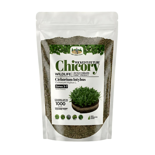 Wicked Tuff Turf Chicory Seed