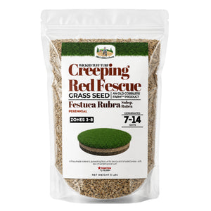 Creeping Red Fescue Growing