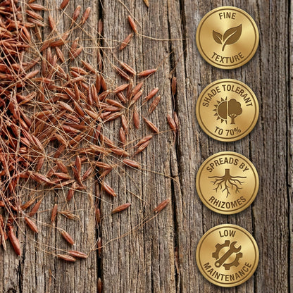 Wicked Tuff Turf Creeping Red Fescue Seed