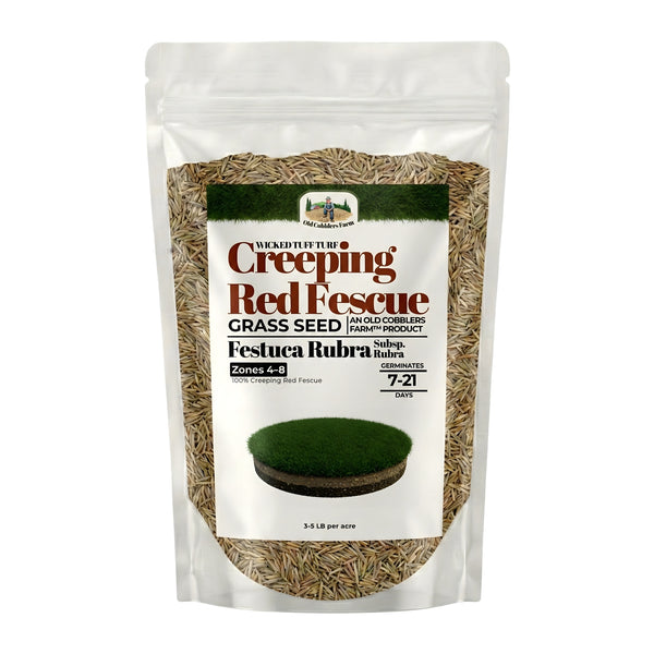 Old Cobblers Farm™ Wicked Tuff Turf Creeping Red Fescue (Grasses)