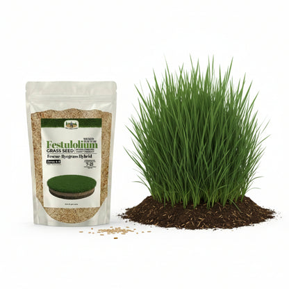 Wicked Tuff Turf Festulolium Seed