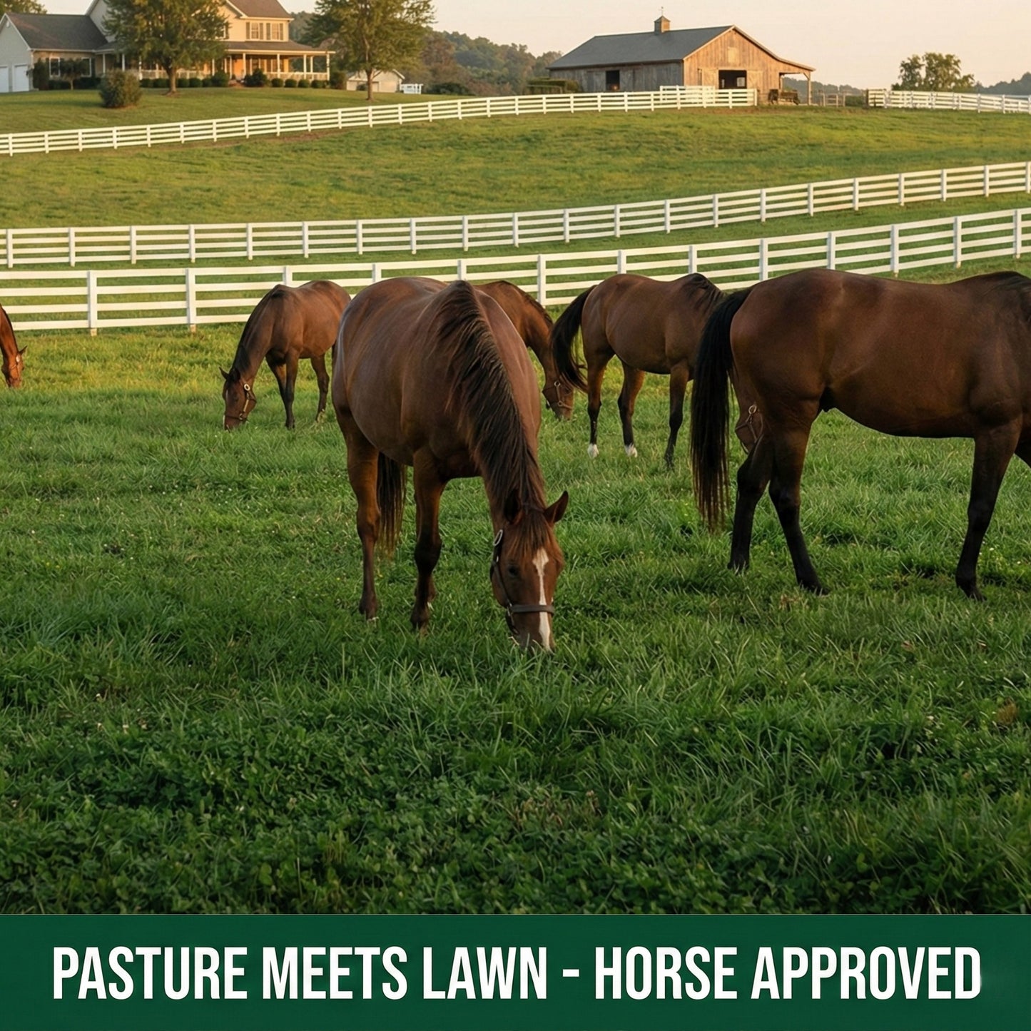 Wicked Tuff Turf Grazing Lawn Seed Mix