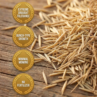 Wicked Tuff Turf Hard Fescue Seed
