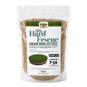 Hard Fescue Growing