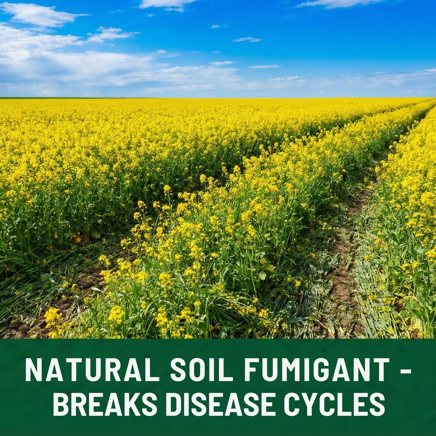 Wicked Tuff Turf Indian Mustard Seed