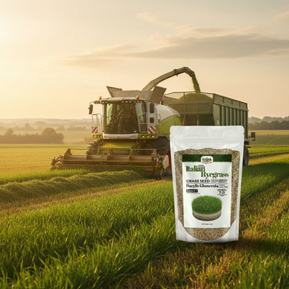 Wicked Tuff Turf Italian Ryegrass Seed