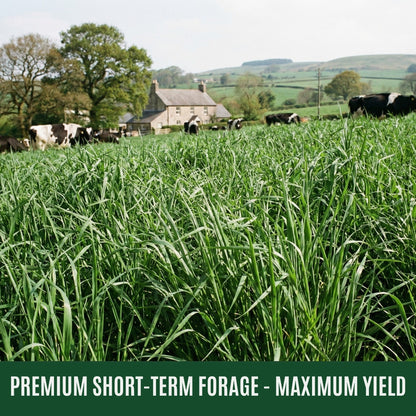 Wicked Tuff Turf Italian Ryegrass Seed