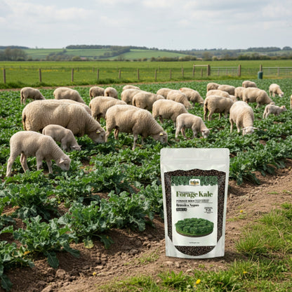 Wicked Tuff Turf Kale Seed