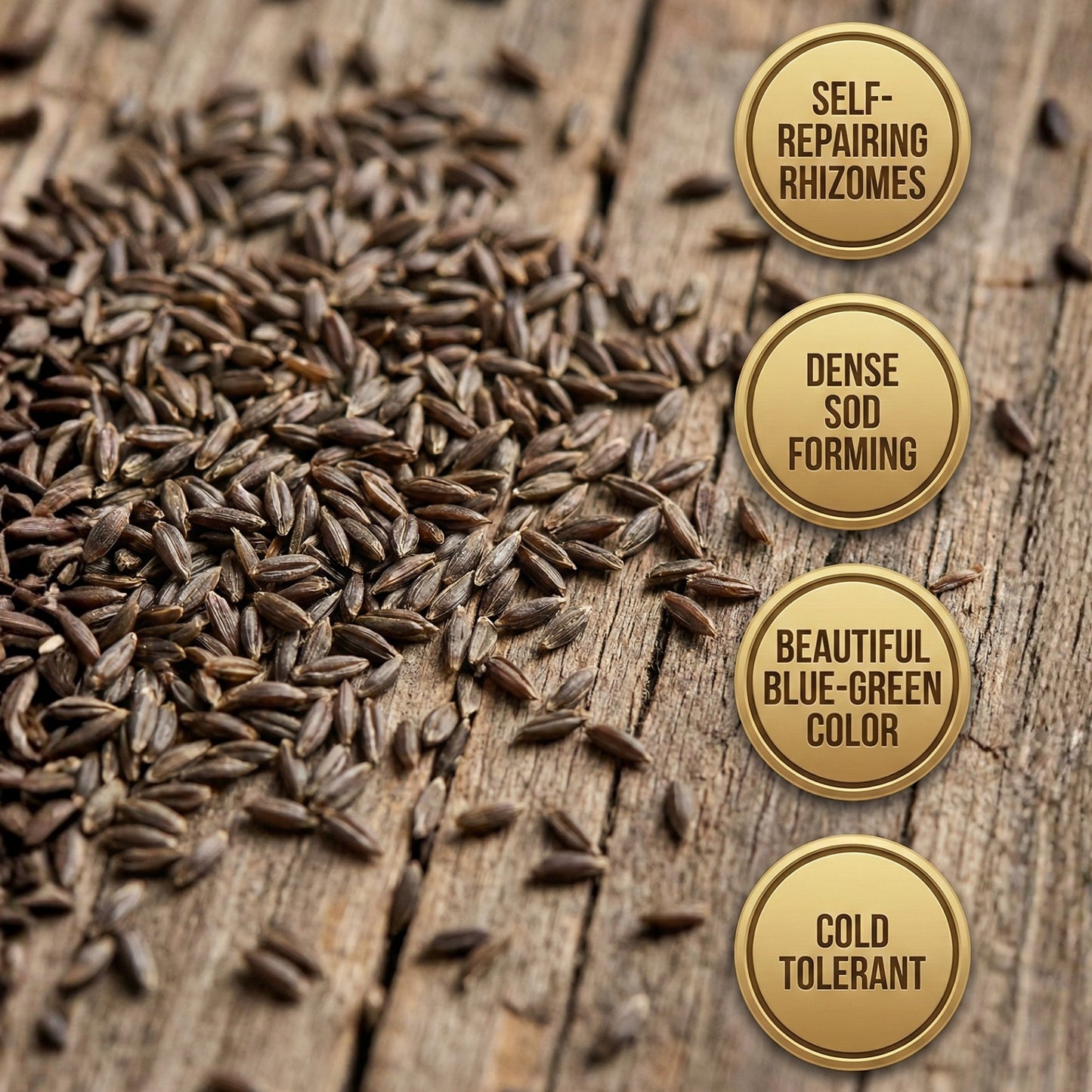 Wicked Tuff Turf Kentucky Bluegrass Seed