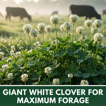 Wicked Tuff Turf Ladino Clover Seed