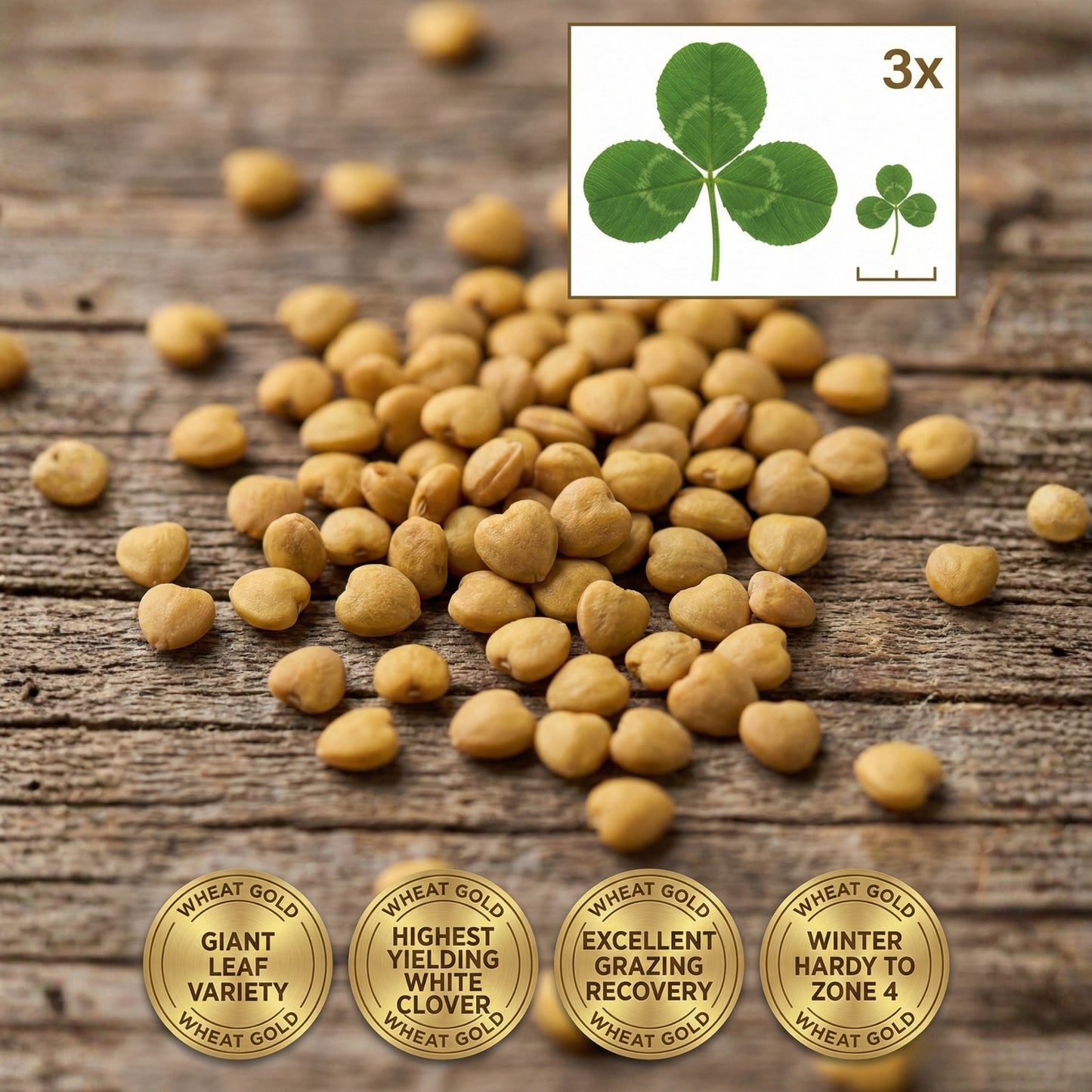 Wicked Tuff Turf Ladino Clover Seed