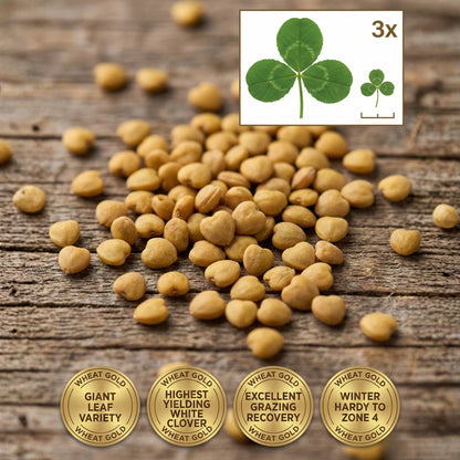 Wicked Tuff Turf Ladino Clover Seed