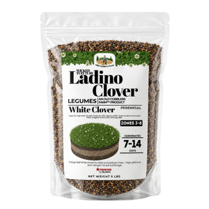 Ladino Clover Growing