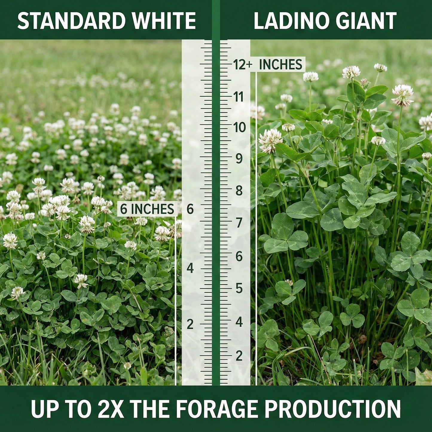 Wicked Tuff Turf Ladino Clover Seed