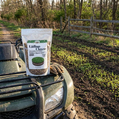 Wicked Tuff Turf Ladino Clover Seed