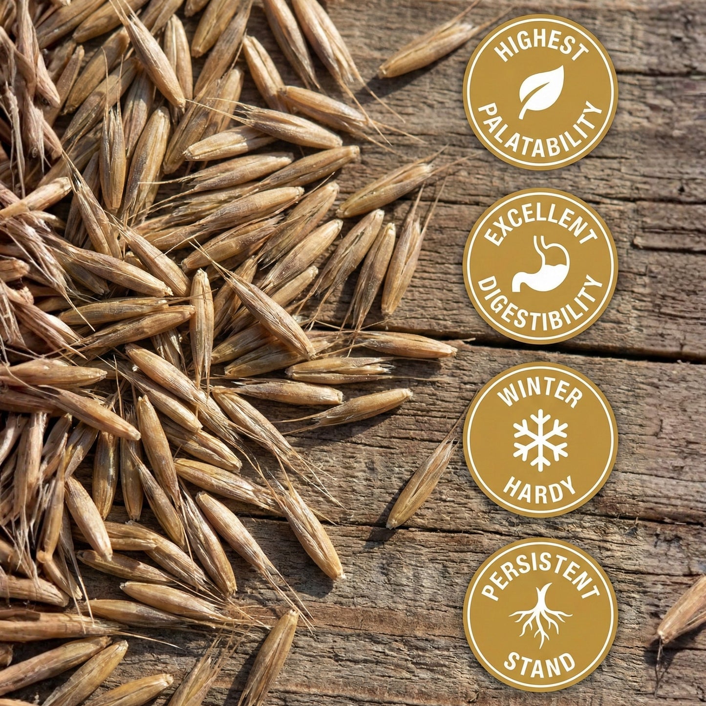 Wicked Tuff Turf Meadow Fescue Seed