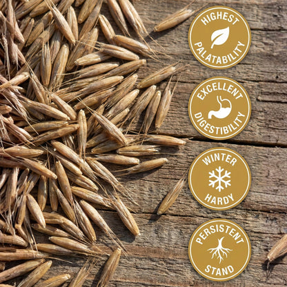 Wicked Tuff Turf Meadow Fescue Seed