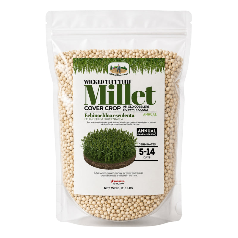 Wicked Tuff Turf Millet Seed - Old Cobblers Farm