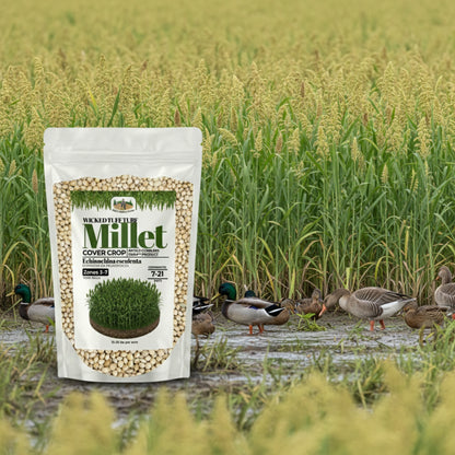 Wicked Tuff Turf Millet Seed