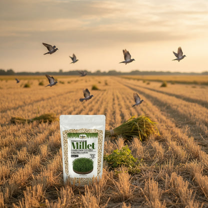 Wicked Tuff Turf Millet Seed