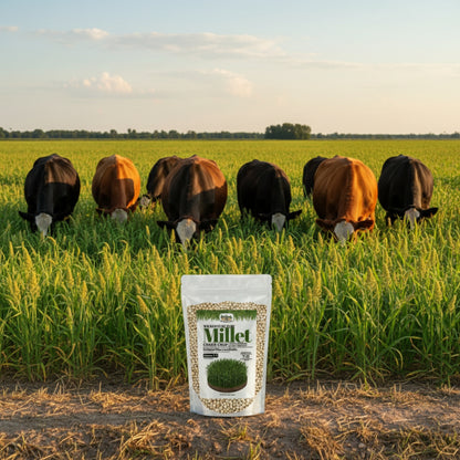 Wicked Tuff Turf Millet Seed