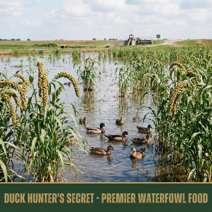 Wicked Tuff Turf Millet Seed