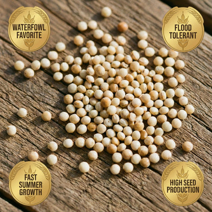 Wicked Tuff Turf Millet Seed