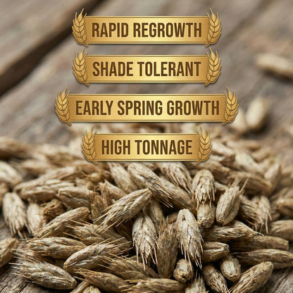 Wicked Tuff Turf Orchardgrass Seed