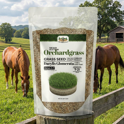 Wicked Tuff Turf Orchardgrass Seed
