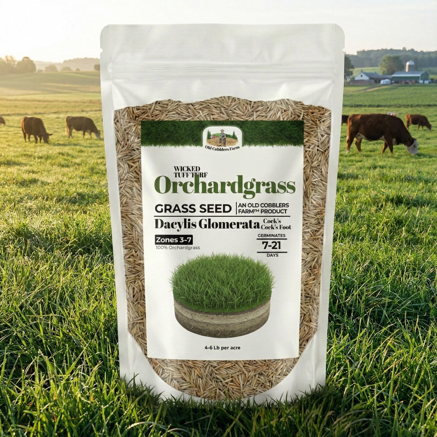Wicked Tuff Turf Orchardgrass Seed