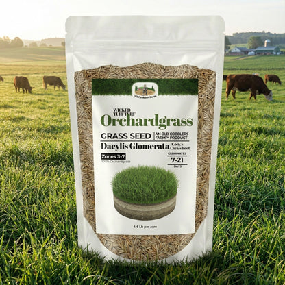 Wicked Tuff Turf Orchardgrass Seed