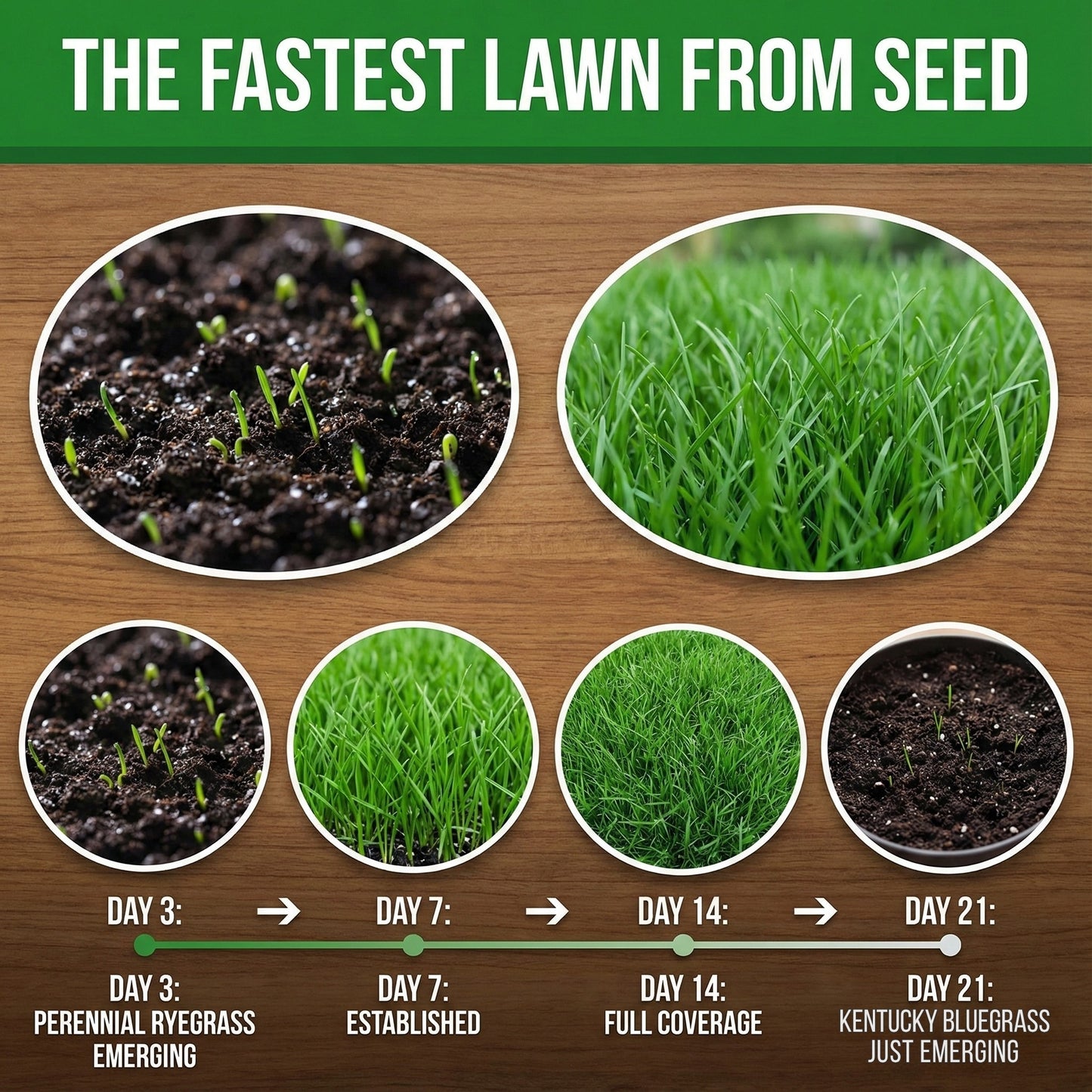 Wicked Tuff Turf Perennial Ryegrass Seed