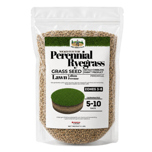 Perennial Ryegrass Growing