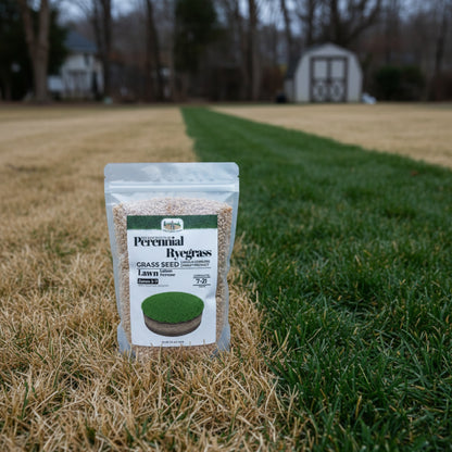 Wicked Tuff Turf Perennial Ryegrass Seed
