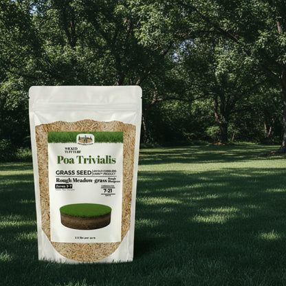 Wicked Tuff Turf Poa Trivialis Seed