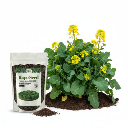 Wicked Tuff Turf Rape Seed