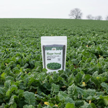 Wicked Tuff Turf Rape Seed