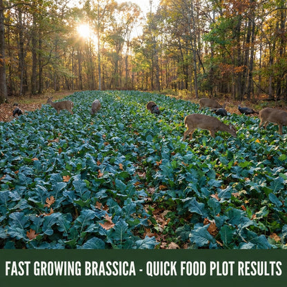 Wicked Tuff Turf Rape Seed