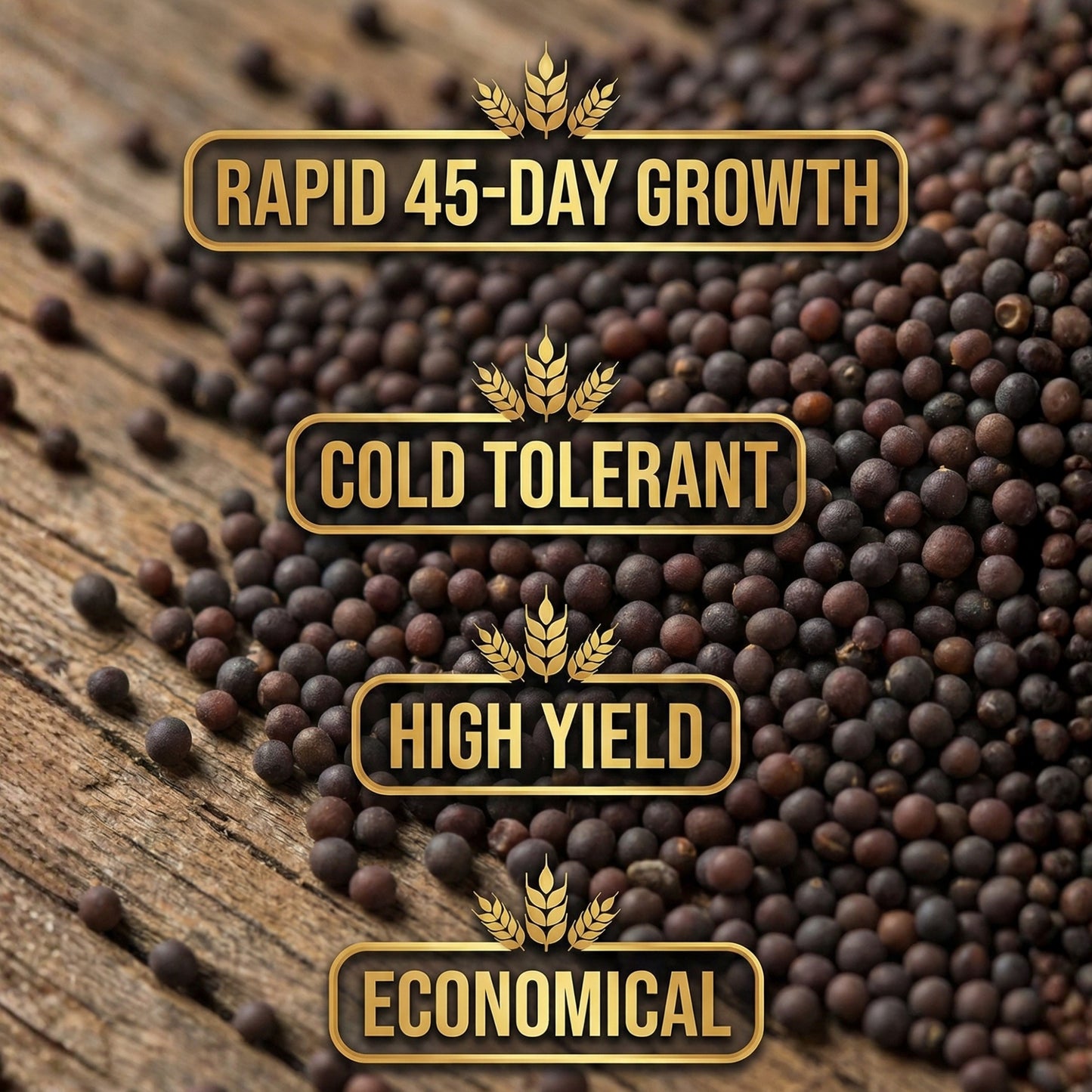 Wicked Tuff Turf Rape Seed