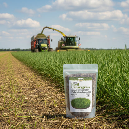 Wicked Tuff Turf Reed Canarygrass Seed