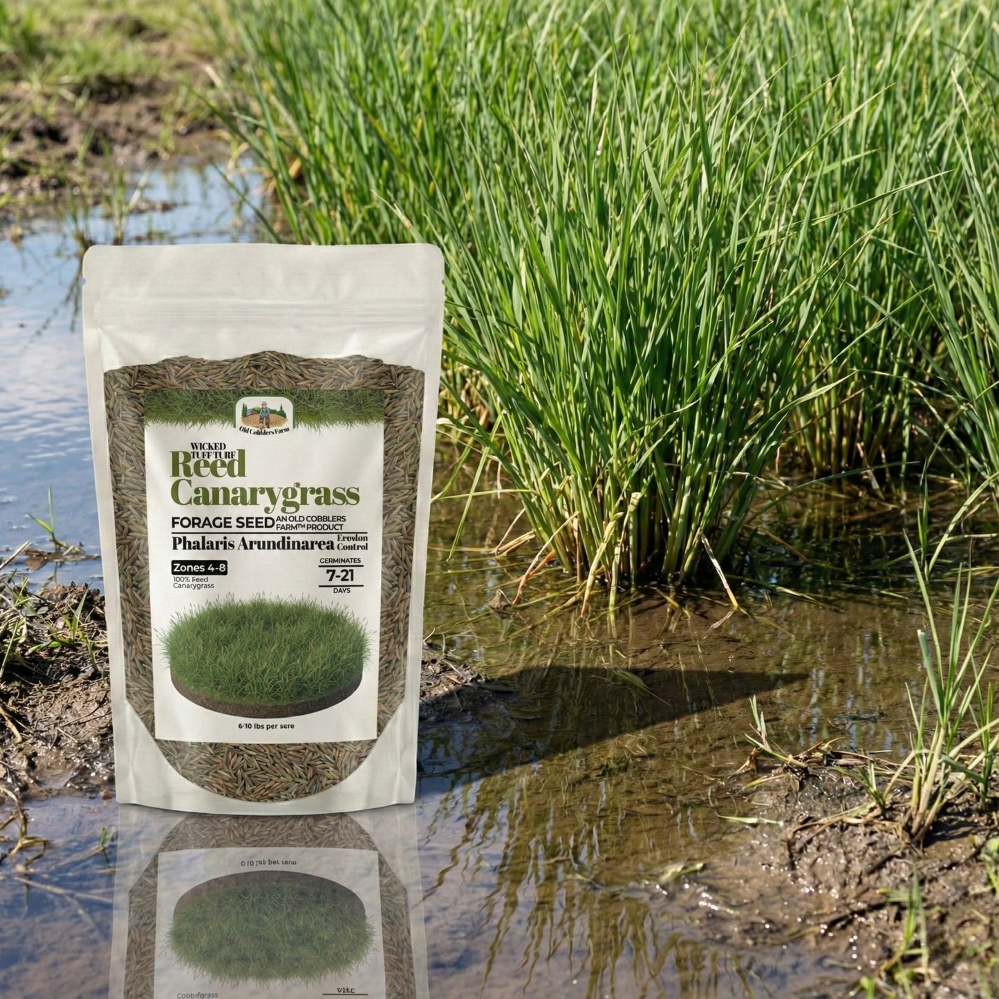 Wicked Tuff Turf Reed Canarygrass Seed