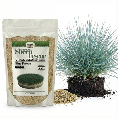 Wicked Tuff Turf Sheep Fescue Seed