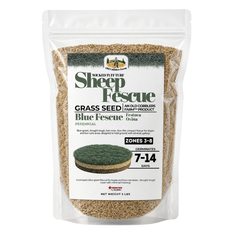 Wicked Tuff Turf Sheep Fescue Seed - Old Cobblers Farm