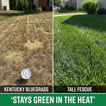 Wicked Tuff Turf Tall Fescue Seed