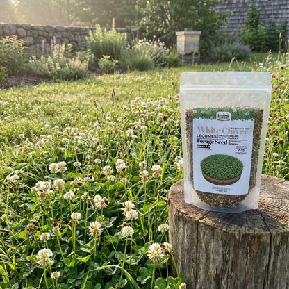 Wicked Tuff Turf White Clover Seed
