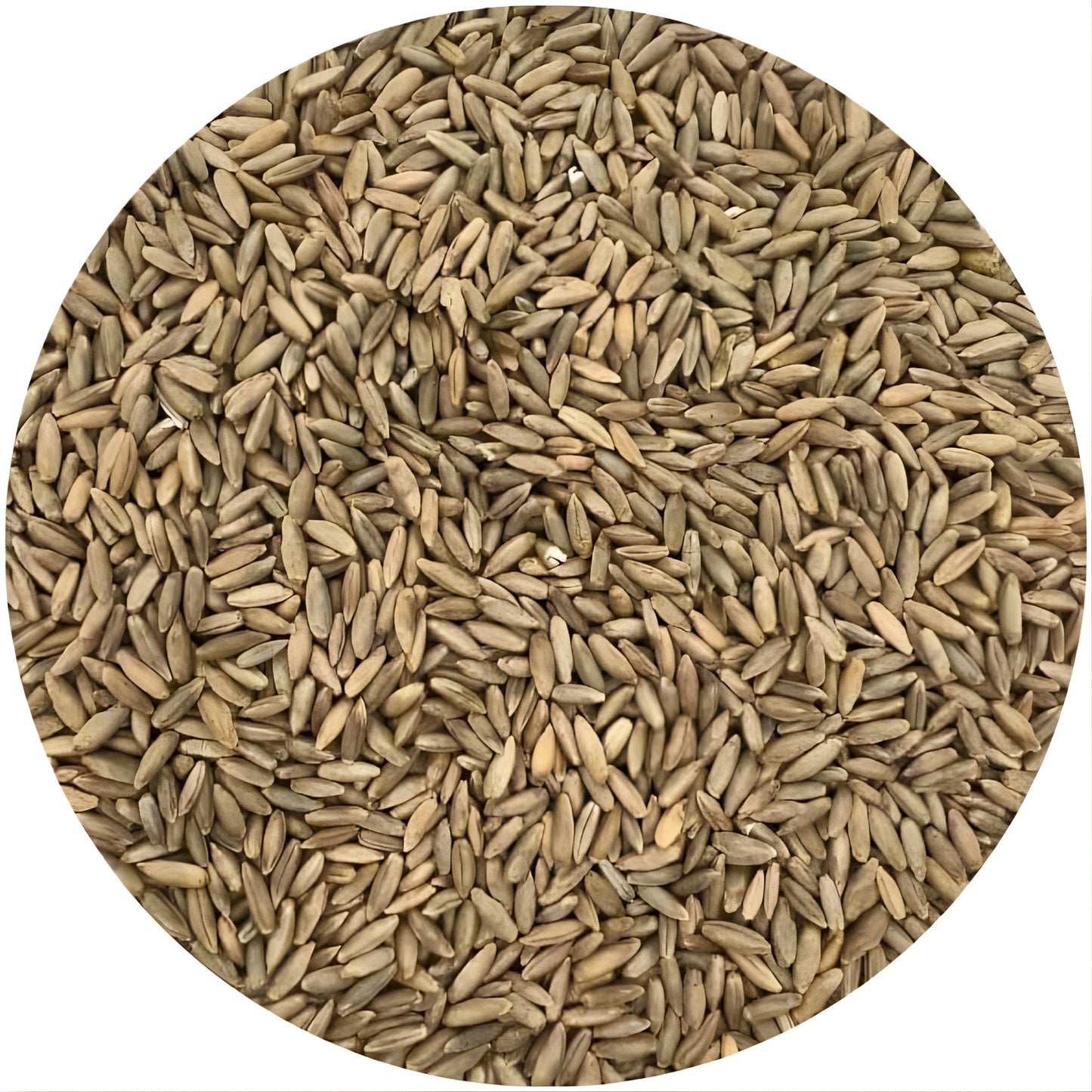 Old Cobblers Farm™ Wicked Tuff Turf Winter Rye Grass Seed