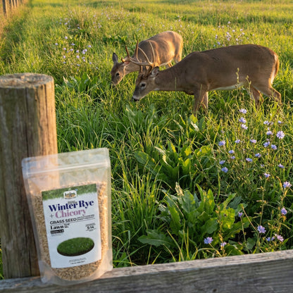 Wicked Tuff Turf Winter Rye + Chicory Seed Mix