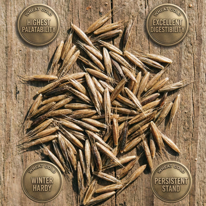 Wicked Tuff Turf Winter Rye + Chicory Seed Mix